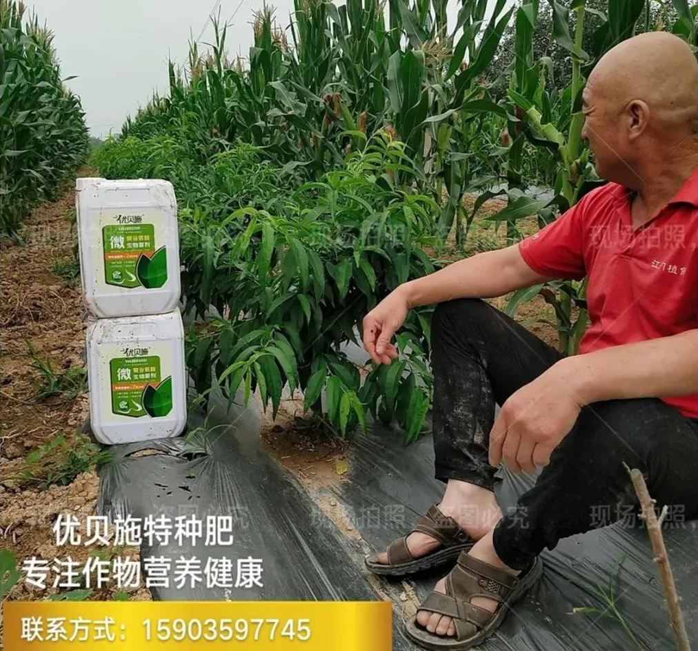贝博app体育客服:低密度间作进步枣草协同效应：我国北方旱区枣草复合体系增产提质机制解析